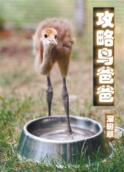 《攻略鸟爸爸》