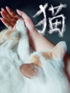 《猫》